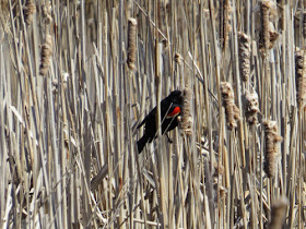 wetland