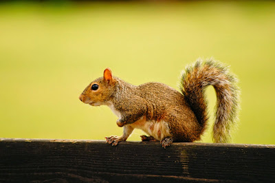 Squirrel free picture for commercial use or blog use