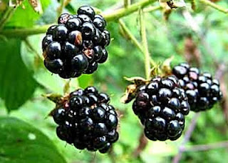 Blackberries