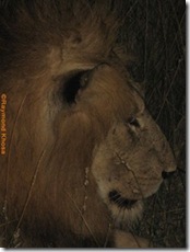 Leopards sightings 137