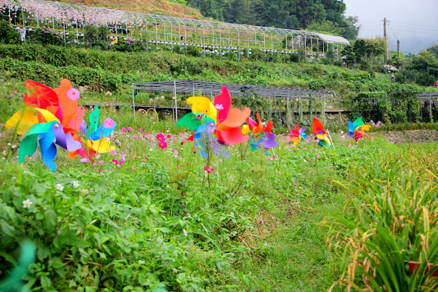 大梯田花卉生態農園 繡球花