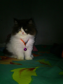 Pecinta Kucing