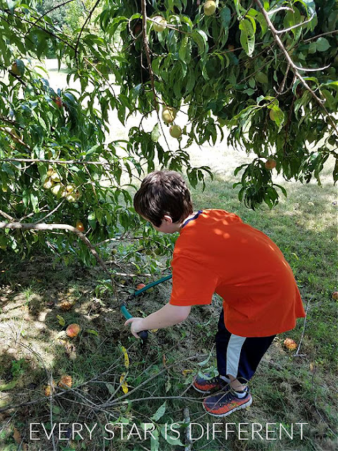 Pruning the Peach Tree