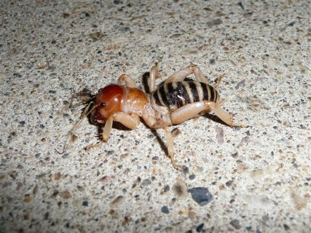 Ugly Overload Potato Bug Vs Puppy