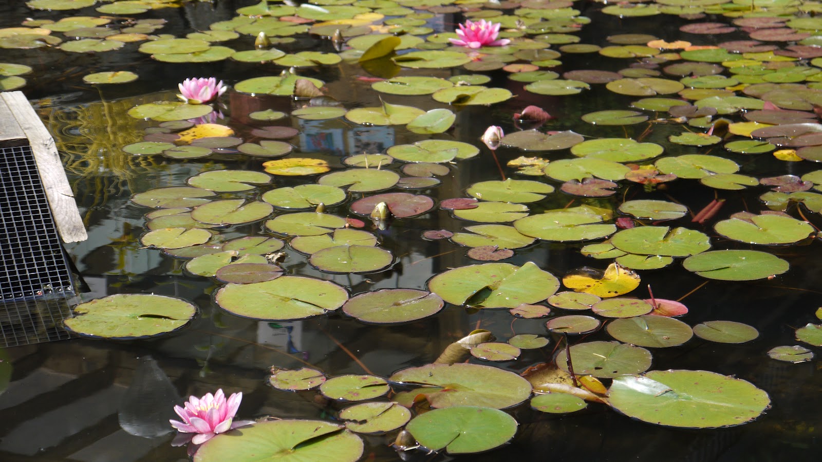 West Coast Koi Farms