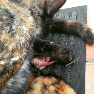 Peach having just had her first Kitten