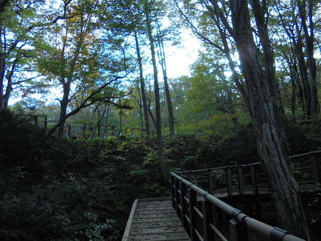 大山森の遊歩道