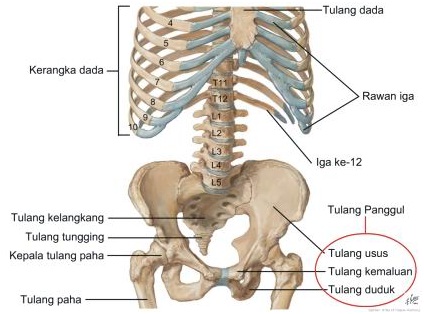 Miscellaneous TULANG  PANGGUL  ORGAN REPRODUKSI PEMBULUH 