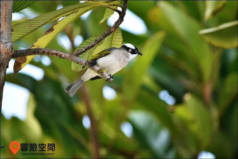 鳥類攝影