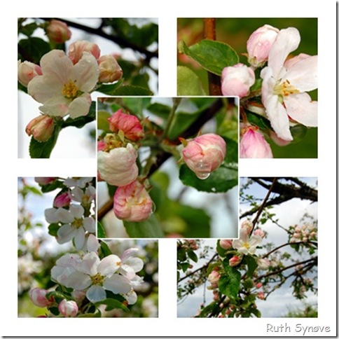 Montasje med epleblomster