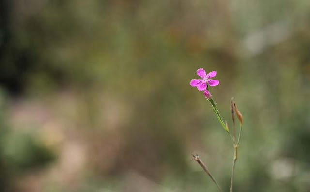 Deptford Pink Flowers Pictures