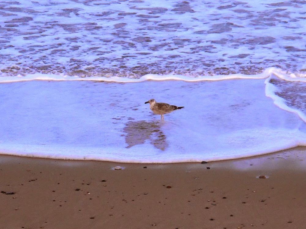 Winterton-on-Sea seals, Norfolk