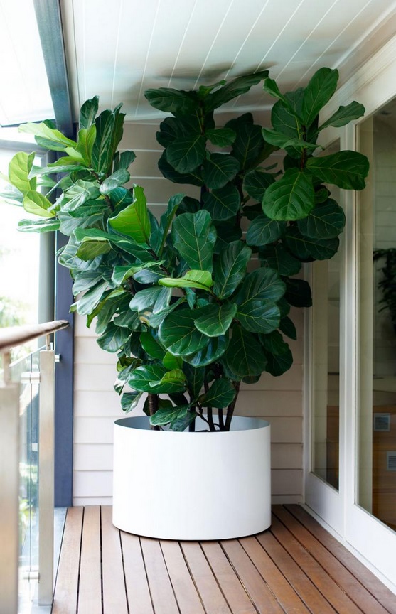 Fiddle Fig Tree