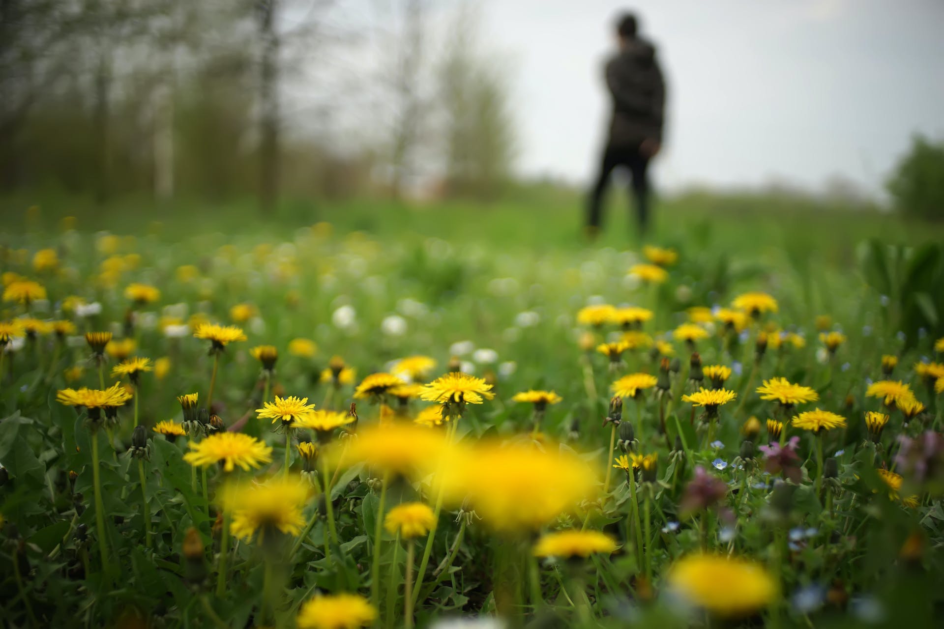 Dandelion tea