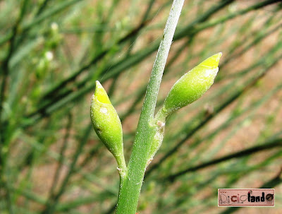 bocciolo Ginestra Riciclando