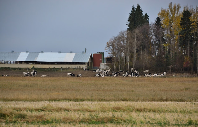 dairy farm, sylvan lake, autumn, alberta, cohanmagazine.blogspot.com