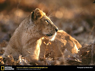 Asiatic Lions at Sasan Gir National Park