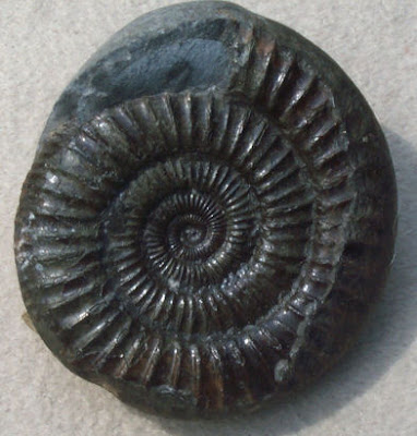 Class Ammonite