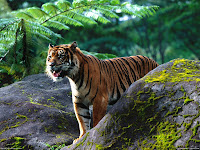 Tiger HD Desktop Wallpapers