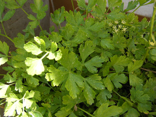 2009_06150004.JPG