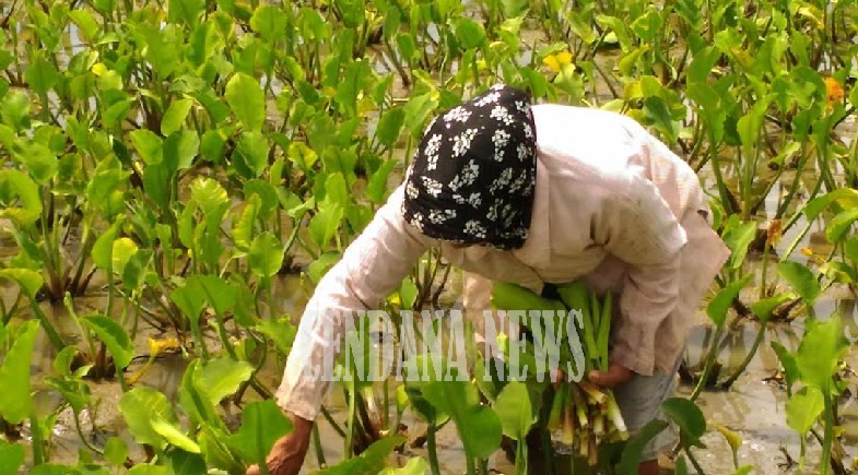 Budidaya Genjer di Lahan Terbatas Mampu Menghidupi Budidaya Genjer di Lahan Terbatas Mampu Menghidupi
