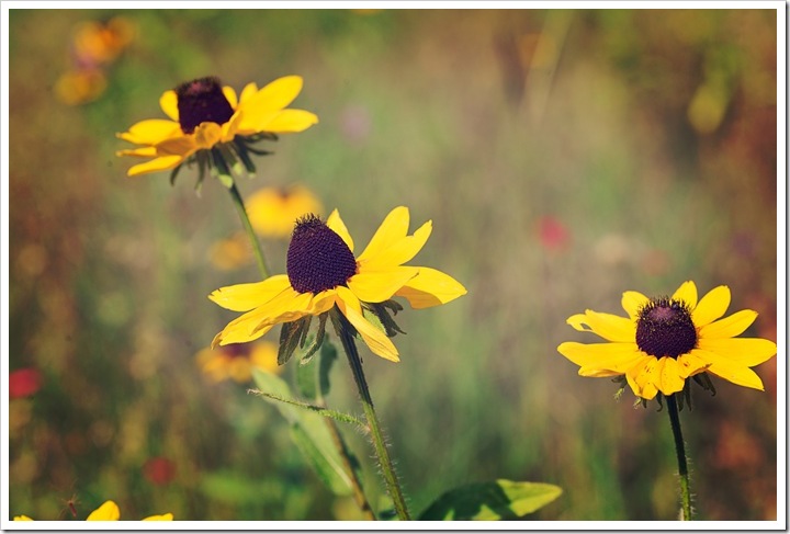 bees-flwrs-50 ed srgb