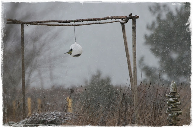 Mésange sous la neige