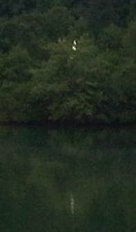 egrets at Flatwater