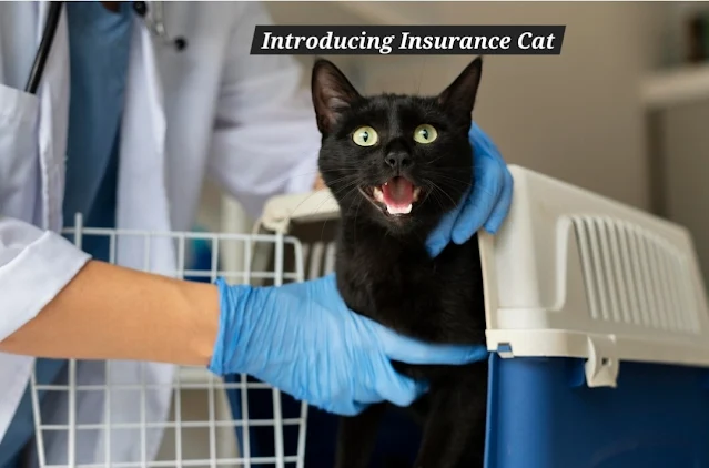 Introducing Insurance Cat