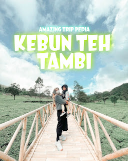 Berjalan Mengelilingi Kebun Teh Tambi