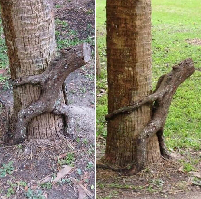 34 Confusing Trees That Messed With Our Perception