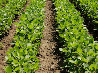 soybean-boundary-cultivation