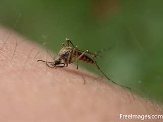 zancudo, mano, mosquito, dengue, malaria