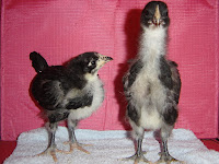 3 week Australorps are tall