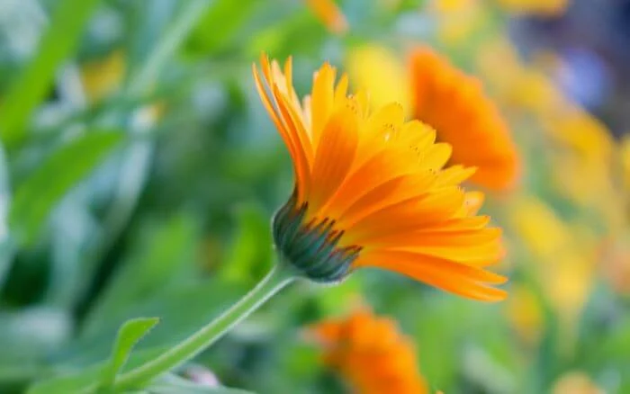 Calêndula, Calendula officinalis.