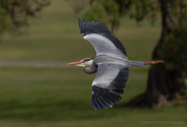 Grey heron with Canon EOS R6 / RF 800mm f/11 IS STM Lens : ISO 640 / 1/2500s