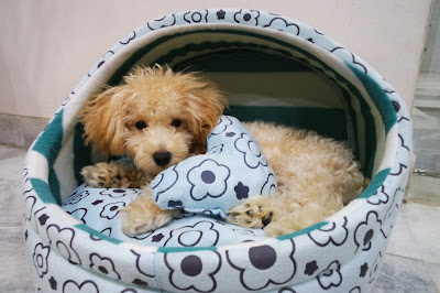 Peanut the poodle and his cozy home