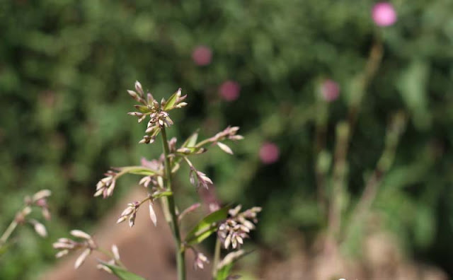 Arthropodium Cirratum Flowers Pictures