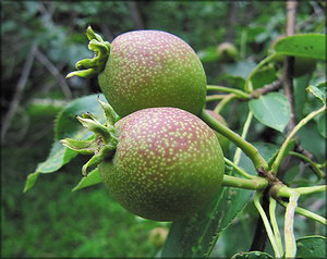 Груша Воронова (Pyrus voronovii)