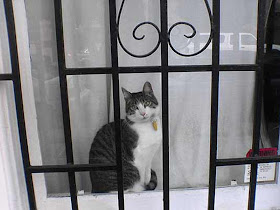 Foto kucing di balik jendela 01