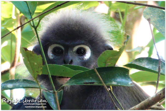 Raffles' Banded Langur  (Banded Leaf Monkey)