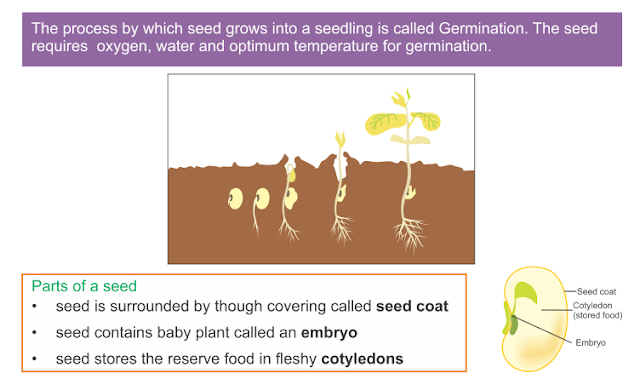 How do organisms reproduce?