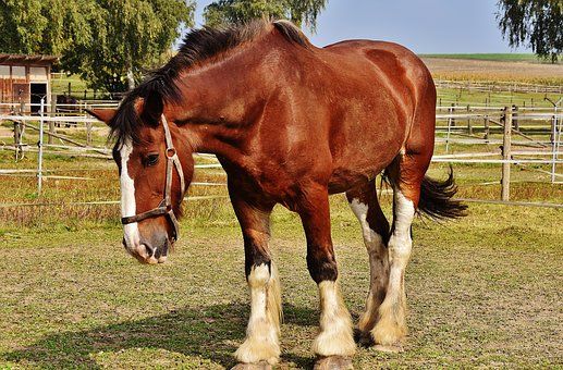 Shire Horse