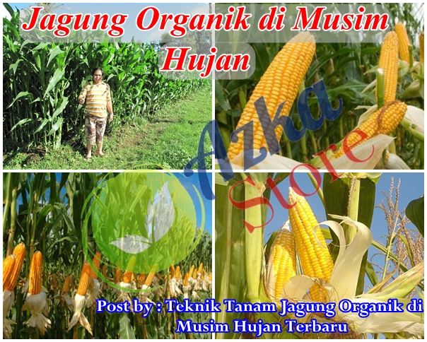 Teknik Tanam Jagung Organik di Musim Hujan Terbaru