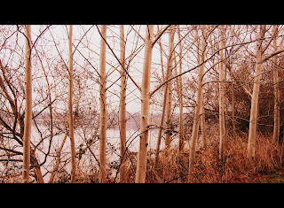 Photo of Birch Trees by Linda G. Hatton