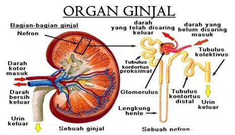 ginjal.