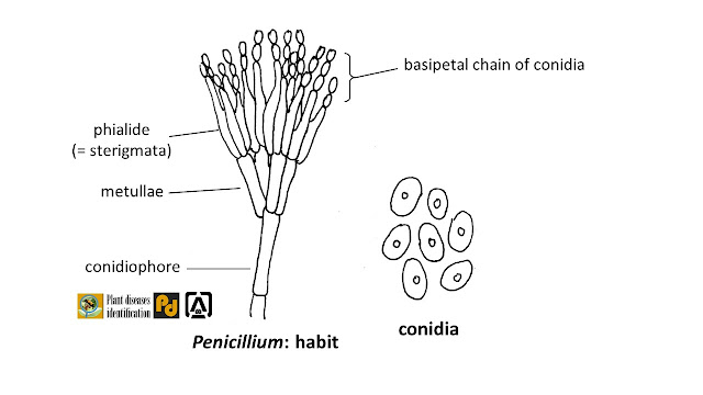 Penicillium diagram