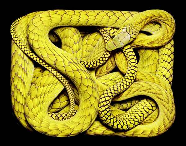 Snake skin -very expensive 