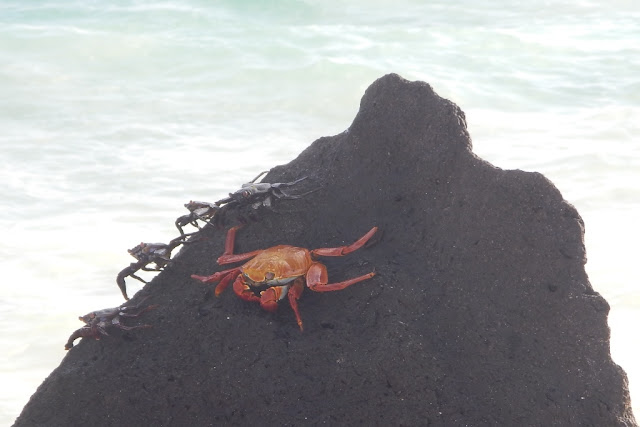 Gardner Bay crab