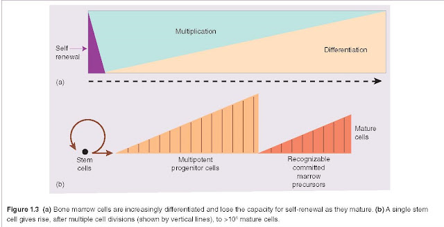 (a) Bone marrow cells are increasingly differentiated and lose the capacity for self‐renewal as they mature. (b) A single stem cell gives rise, after multiple cell divisions (shown by vertical lines), to >106 mature cells.